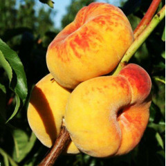 Саджанці персика інжирного сорт Бельмондо (середньо-пізнього терміну дозрівання)
