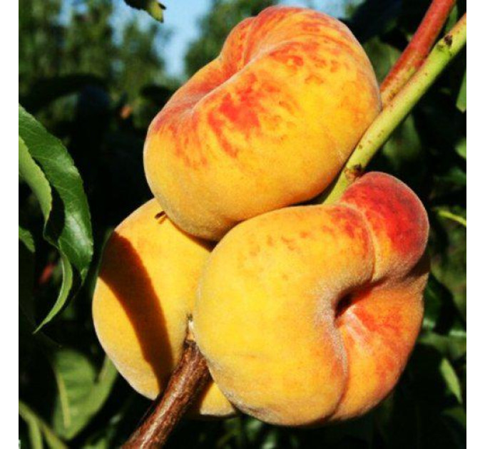 Саженцы персика инжирного сорт Бельмондо (средне-позднего срока созревания)