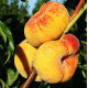Саженцы персика инжирного сорт Бельмондо (средне-позднего срока созревания)