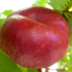 Персик інжировим сорт Платеріна 264, підщепа GF677