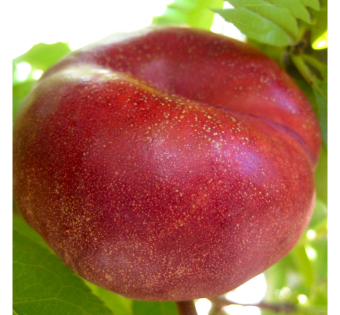 Персик інжировим сорт Платеріна 264, підщепа GF677