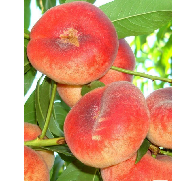 Персик інжирний сорт Пінк Рінг, підщепа мигдаль