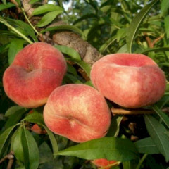 Персик інжирний сорт Пінк Рінг, підщепа мигдаль