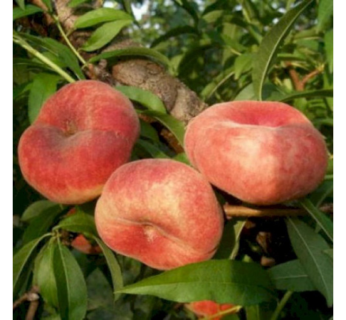 Персик інжирний сорт Пінк Рінг, підщепа мигдаль