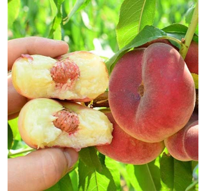 Персик інжирний сорт Пінк Рінг, підщепа мигдаль