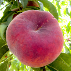 Персик інжирний сорт Планетний Сонце, підщепа GF677