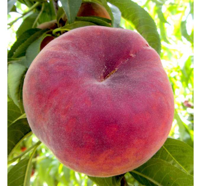 Персик інжирний сорт Планетний Сонце, підщепа GF677