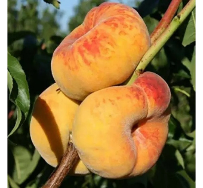 Персик інжирний сорт Світ Багел, підщепа мигдаль