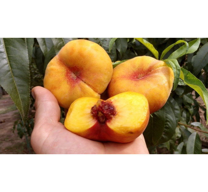 Персик інжирний сорт Світ Багел, підщепа мигдаль