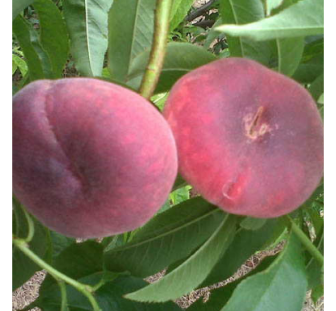 Саджанці персика сорт Уфо-2