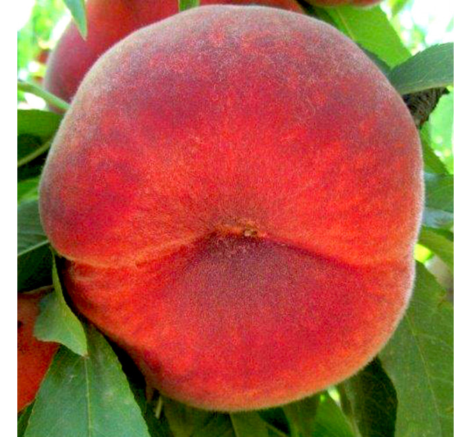 Персик інжирний сорт Планетний Зірка, підщепа GF677