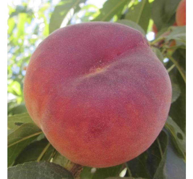 Персик інжирний сорт Плайне Джем, підщепа мигдаль