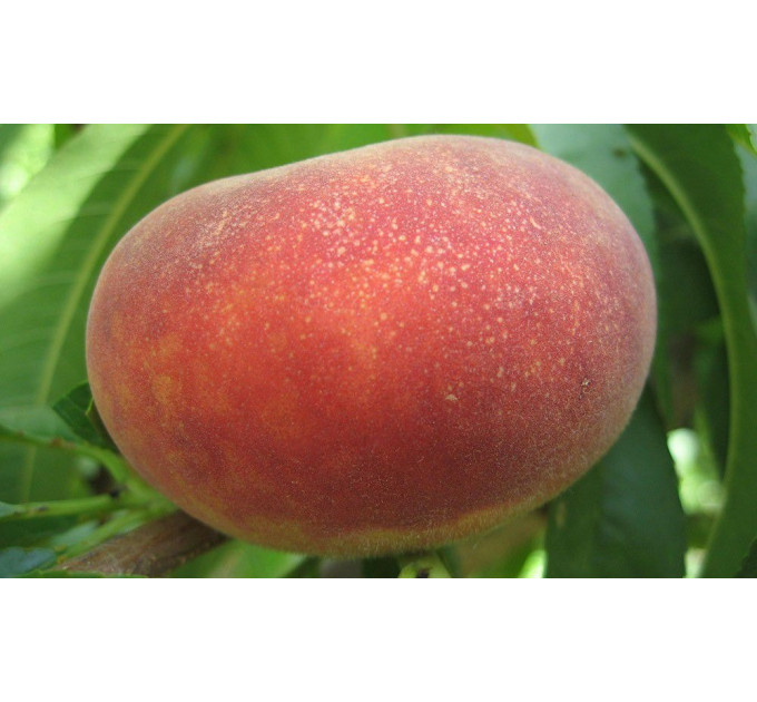 Персик інжирний сорт Плайне Джем, підщепа мигдаль