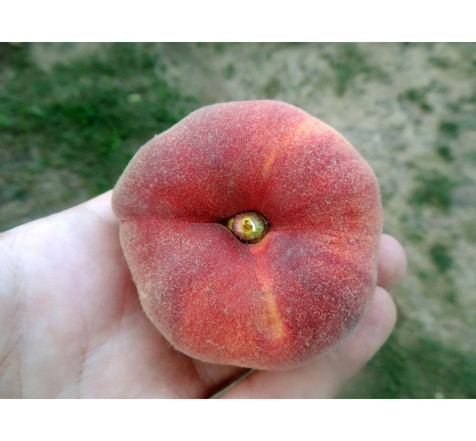 Персик інжирний сорт Плайне Джем, підщепа мигдаль