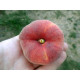 Персик інжирний сорт Плайне Джем, підщепа мигдаль