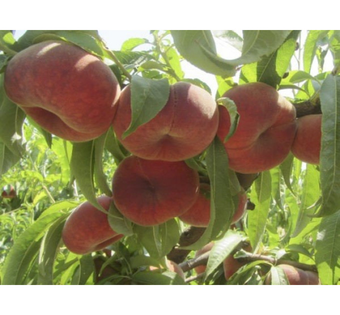 Персик інжирний сорт План Стар, підщепа мигдаль