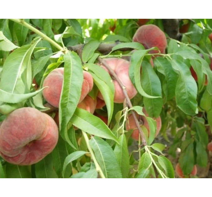 Персик інжирний сорт План Стар, підщепа мигдаль