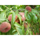Персик інжирний сорт План Стар, підщепа мигдаль