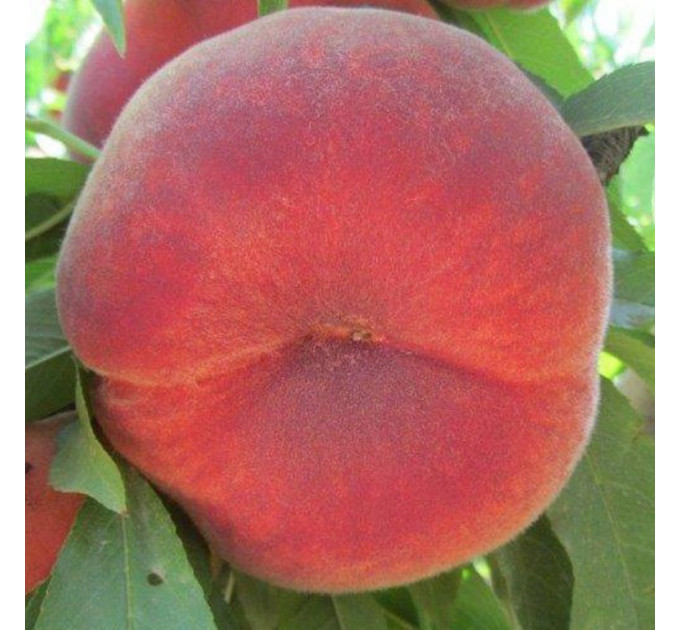 Персик інжирний сорт План Стар, підщепа мигдаль