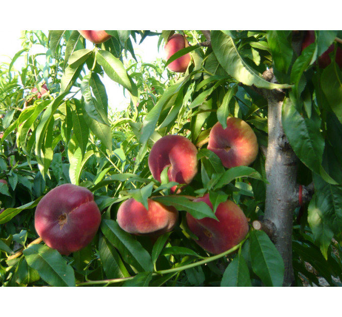 Инжирный Персик сорт Сатурн