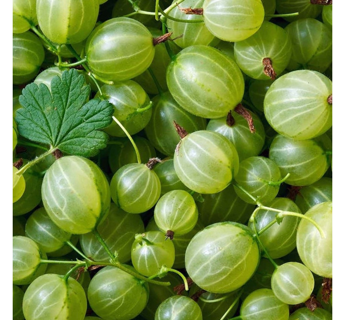 Саженцы крыжовника "Инвикта" зеленый, с колючками, полуупакованный