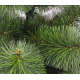 Сосна «Новогодняя» пушистая, высота 180 см