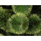 Соснна «Новорічна» пухнаста, висота 120 см
