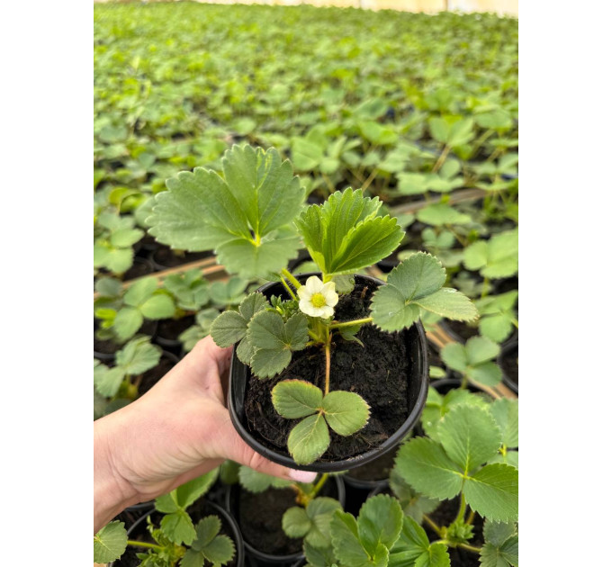 Саженцы клубники сорт Кабрилло, класс А