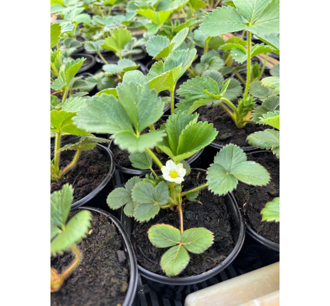 Полуниця "Кабрилло" в касетах, 45 комірки