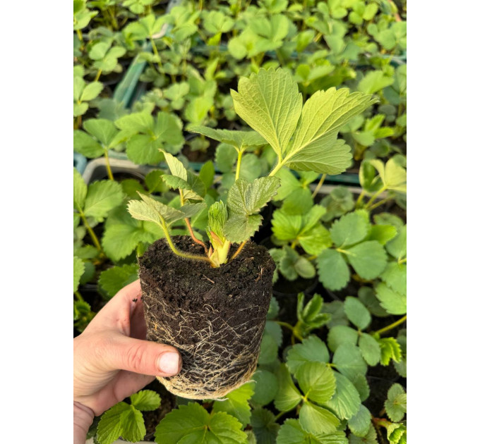 Саженцы клубники сорт Кабрилло, класс А