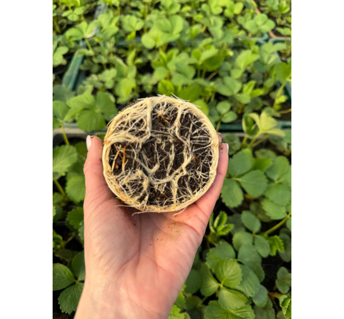 Саженцы клубники сорт Кабрилло, класс А