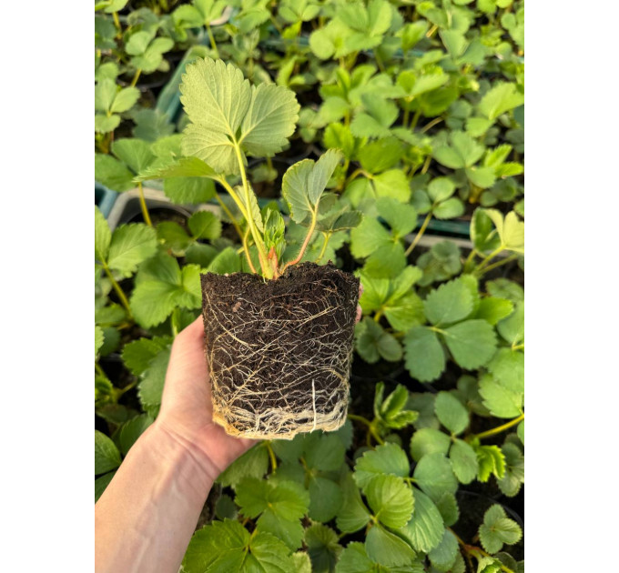 Полуниця "Кабрилло" в касетах, 60 комірок