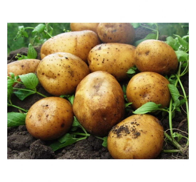 Семенной картофель Карелия, 90-110 дней 2 репродукция