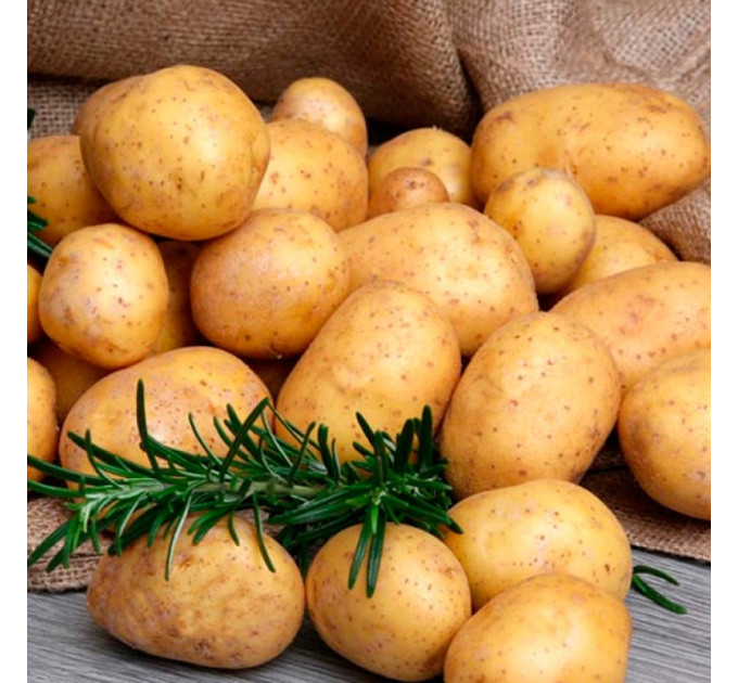 Семенной картофель Карелия, 90-110 дней 2 репродукция