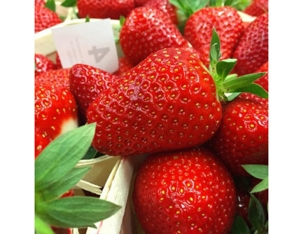 Клубника сорт Клери в кассетах, 77 ячеек Клубника сорт Клери в кассетах, 77 ячеек