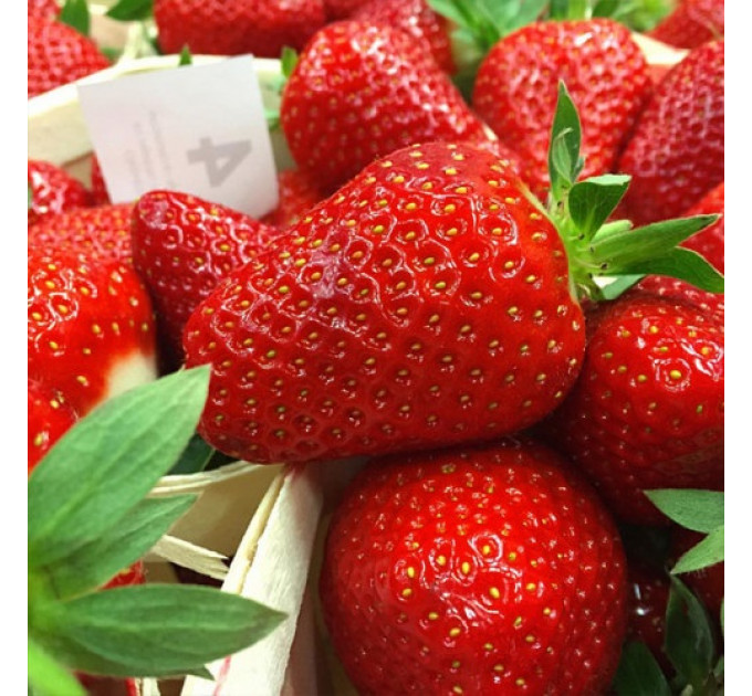 Клубника сорт "Клери" в кассетах 28 ячеек
