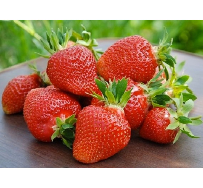 Клубника сорт "Клери" в кассетах 28 ячеек