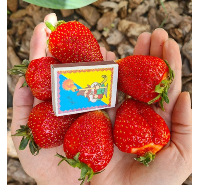 Клубника сорт "Клери" в кассетах 28 ячеек