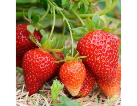 Клубника сорт Клодия в кассетах, 77 ячеек Клубника сорт Клодия в кассетах, 77 ячеек