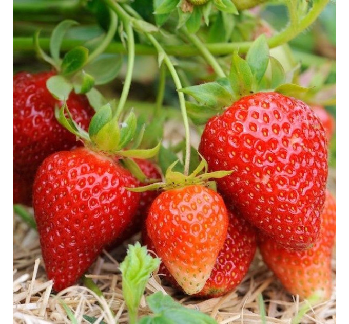 Клубника сорт Клодия, в кассетах 77 ячеек