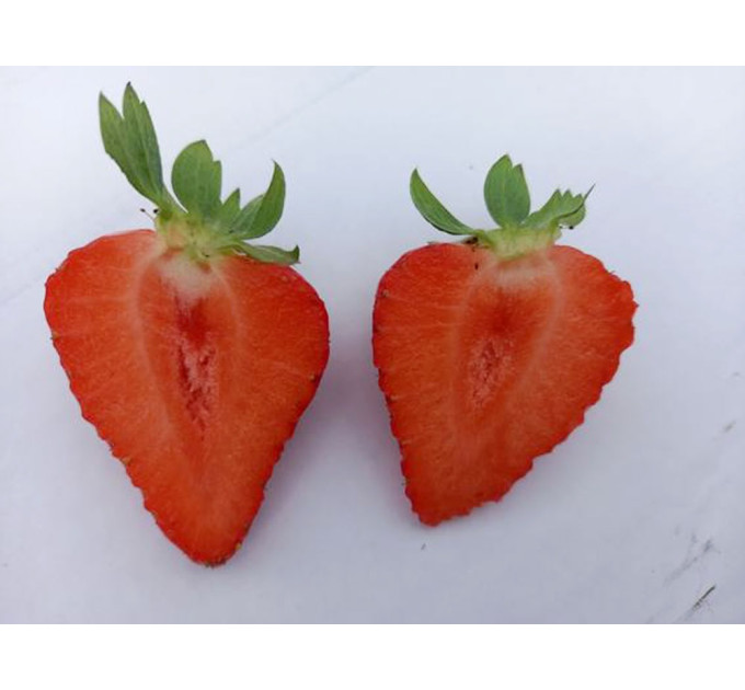 Клубника сорт Клодия, в кассетах 77 ячеек