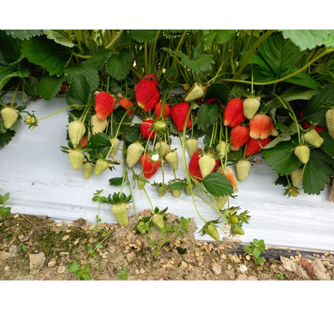 Клубника сорт Клодия, в кассетах 77 ячеек