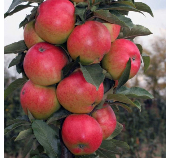 Яблоня колоновидная Сильвер Рива, подвой 54-118