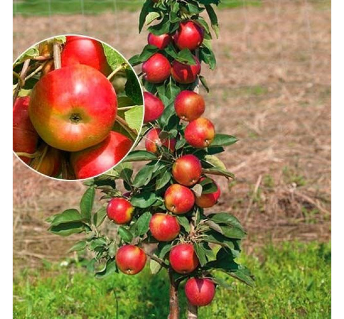Яблоня зимняя колоновидная "Элита"