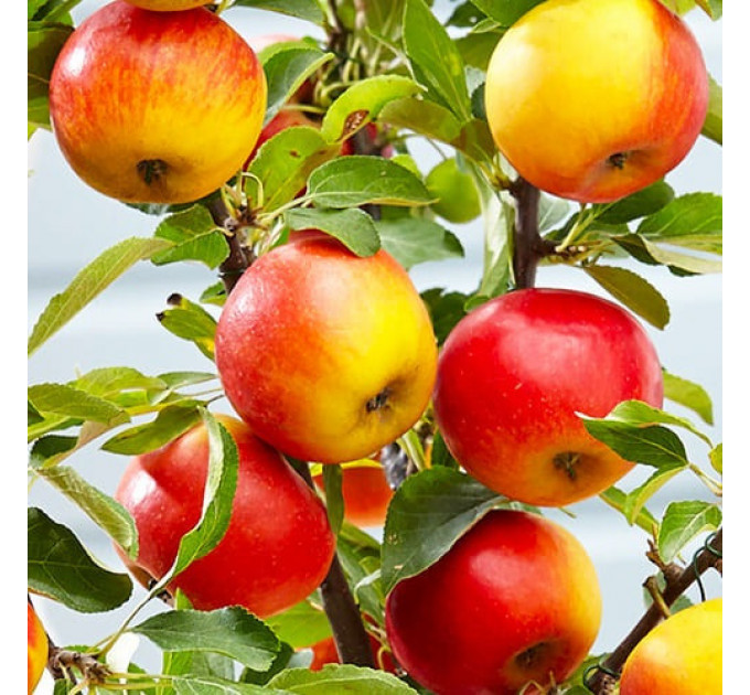 Яблоня зимняя колоновидная "Элита"