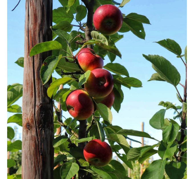 Яблоня зимняя колоновидная "Элита"