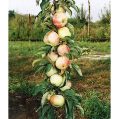 Яблоня колоновидная сорт Дюймовочка, подвой 54-118