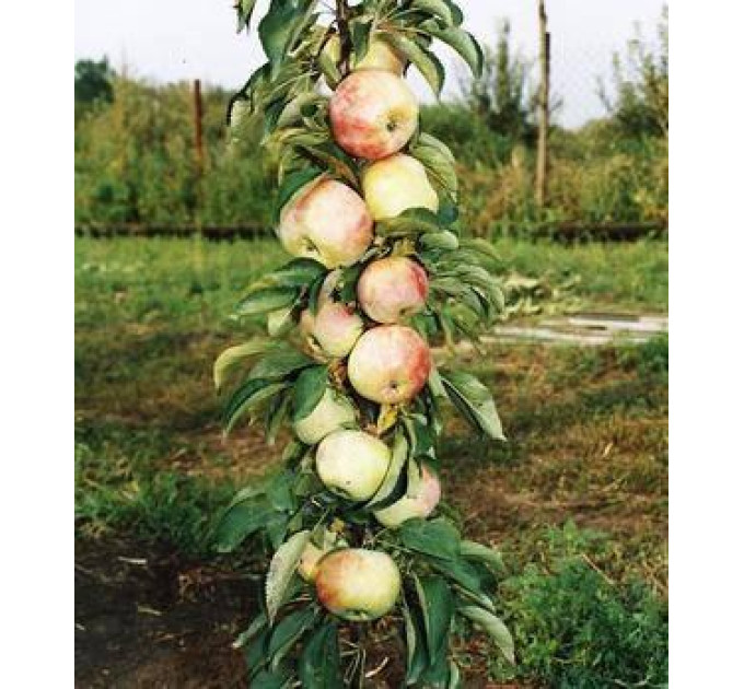 Яблоня колоновидная сорт Дюймовочка, подвой 54-118