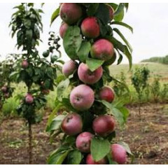Яблоня колоновидная сорт Таскан, подвой 54-118