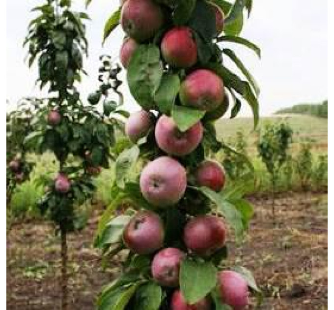 Яблоня колоновидная сорт Таскан, подвой 54-118